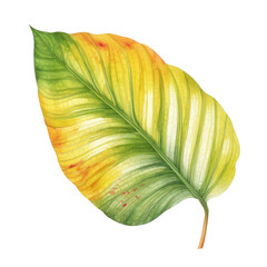 leaf watercolor isolated on transparent background cutout
