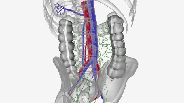 The lymphatic system is a network of tissues, vessels and organs that work together to move lymph back into your your bloodstream