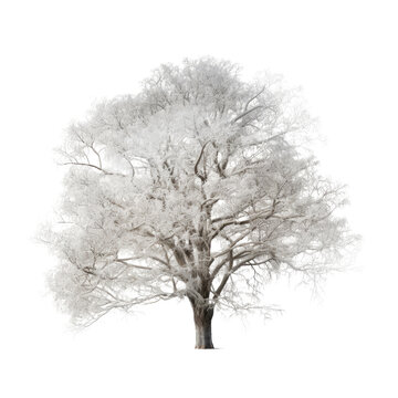 tree in snow isolated on transparent background cutout