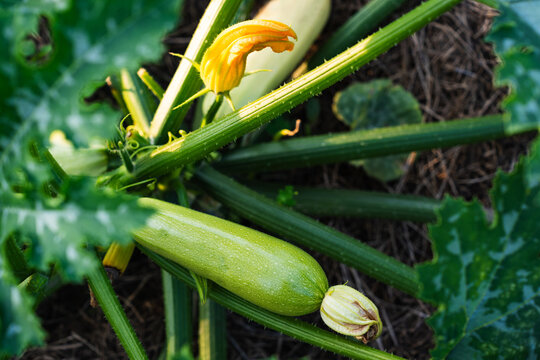 Young zucchini fruit with a flower growing on a bush in a farmer's garden