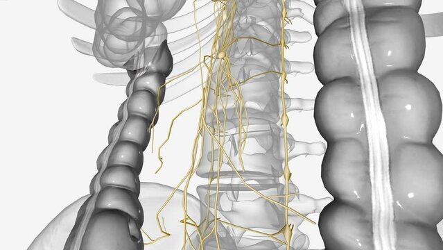 Stage 4 oesophageal cancer means your cancer is advanced. Your cancer might have spread into other organs or body structures next to the oesophagus