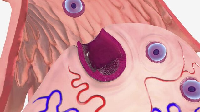 Ovulation is a phase of the female menstrual cycle that involves the release of an egg (ovum) from one of the ovaries.