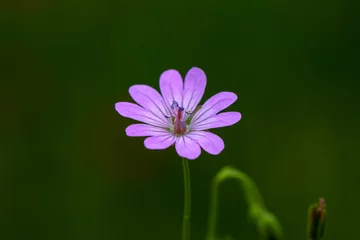 Foto op Canvas Close up beautiful Macro shot of field flowers  © blackdiamond67