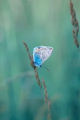 Keuken spatwand met foto Macro shots, Beautiful nature scene. Closeup beautiful butterfly sitting on the flower in a summer garden. © blackdiamond67