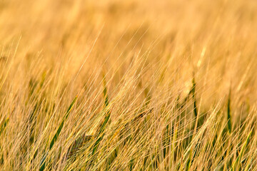Close-up of golden wheat straws in agricultural field in the summertime. Shallow depth of field beautiful natural sunlight. Rural scenery, abstract pattern for background, and harvest concept. 