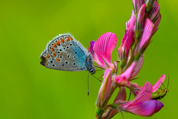 Macro shots, Beautiful nature scene. Closeup beautiful butterfly sitting on the flower in a summer garden.