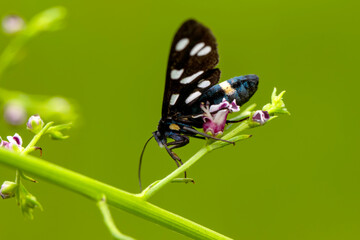 Macro shots, Beautiful nature scene. Closeup beautiful Grizzled Skippers  sitting on the flower in a summer garden.