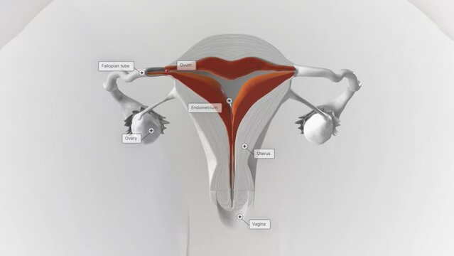 The menstrual cycle has four phases: menstruation, the follicular phase, ovulation and the luteal phase.