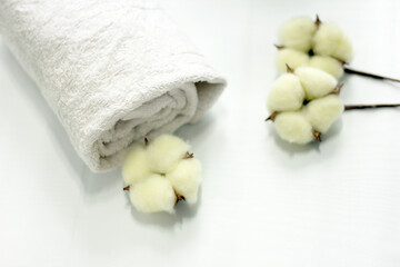 Branch with white cotton flowers on white background. Natural organic fiber, agriculture, cotton flower, raw materials for making fabric. 