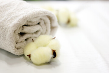 Branch with white cotton flowers on white background. Natural organic fiber, agriculture, cotton flower, raw materials for making fabric. 