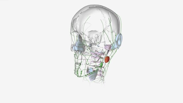 Basal Cell Carcinoma Stage II