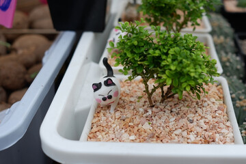 Small ornamental plants for garden decoration.