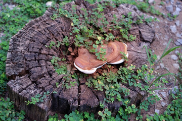 Growing tree stumps and mushrooms.