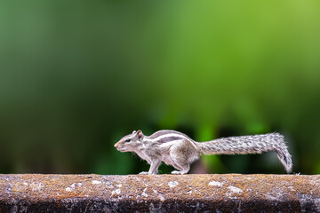 Squirrel before a jump