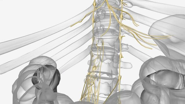 The vagus nerve, also known as the vagal nerves, are the main nerves of your parasympathetic nervous system .