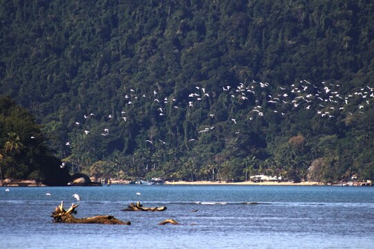Birds