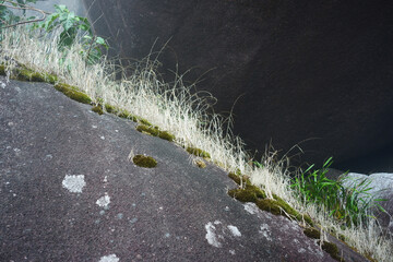 The grass growing on the rocks is drying up.