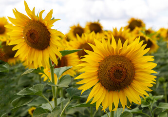 sunflower in the summer field