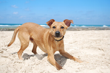 A playful brown dog at the beach 