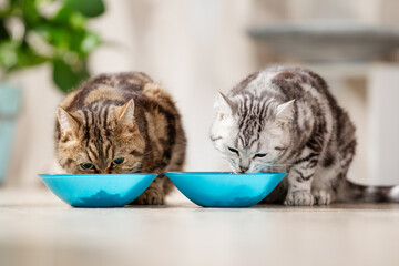 Katze frisst Futter aus Futternapf, Katzenfutter