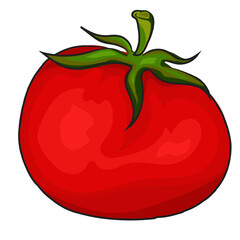 vector drawing is foods and vegetable ,tomato