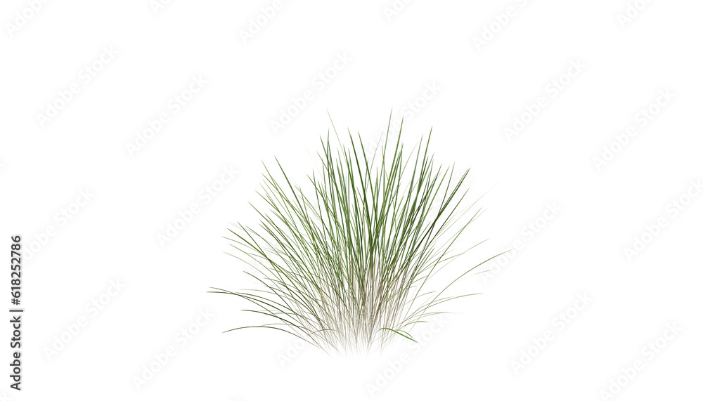 Wall mural bunches of grass on a transparent background. 3d rendering.