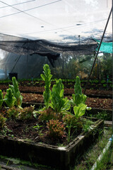 Lettuce flowers are close to seeds.