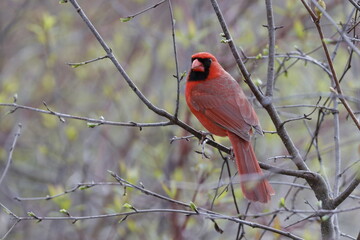 cardinal on a branch robin on a branch