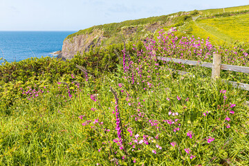 Wild flowers on the cliffs beside the Pembrokeshire Coast Path National Trail at Trefin (Trevine)...