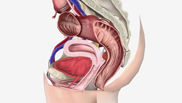 The female reproductive system includes the ovaries, Fallopian tubes, uterus, vagina, accessory glands, and external genital organs