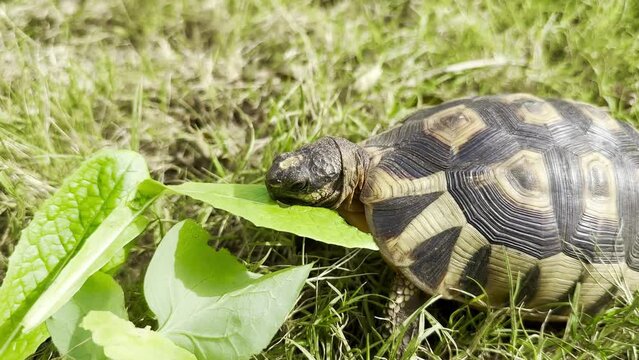 Close-up of a South African Angulate Tortoise eating leaves on a grass lawn in Cape Town