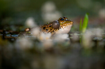 Frog in water. Pool frog crying with vocal sacs on both sides of mouth in vegetated areas. Pelophylax lessonae.