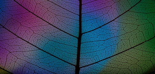 background from leaf skeleton with veins and cells - macro photograph