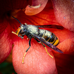 wasp on red flower