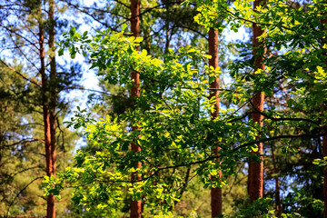 Naklejka premium Leaves on oak twigs