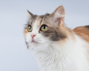 Bright fluffy funny cat isolated on the white background