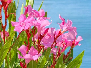 Oleander pink flowers against blue water. 