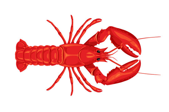 lobster isolated on white background