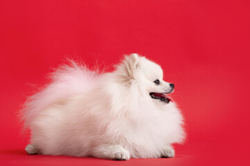 Fototapeta premium Dog breed pomeranian spitz funny lies on a red background