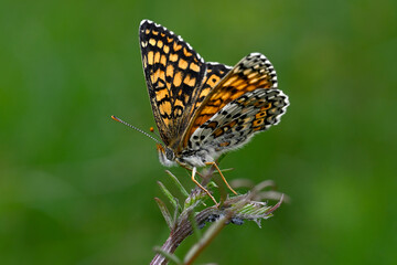 Wegerich-Scheckenfalter // Glanville fritillary  (Melitaea cinxia) - Greece