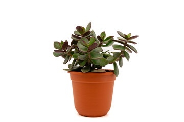House plant Money Tree or Jade plant (Crassula ovata) in plastic flowerpot. Isolated on white background with copy space. Side view.