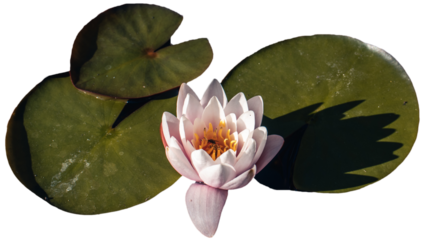 Water lily and sleepy bug isolated PNG photo with transparent background.