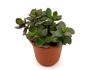House plant Money Tree or Jade plant (Crassula ovata) in plastic flowerpot. Isolated on white background with copy space.