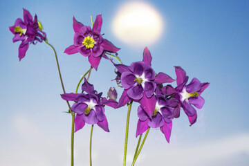 aquilegia flowers on a background of the summer landscape.