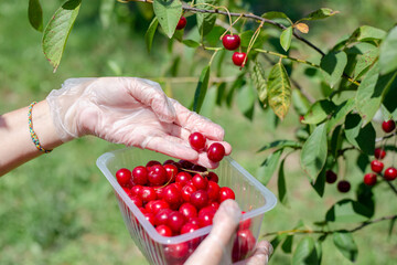 The gardener picks a ripe red cherry from a tree and puts it in a container. Harvesting berries on a summer day