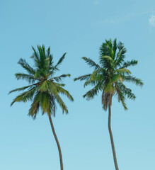 Palm Trees in Sri Lanka