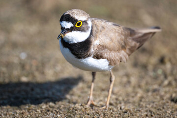 Little ringed plover - small bird