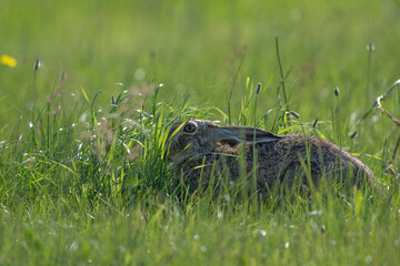 Hidden hare © Michal Kruk