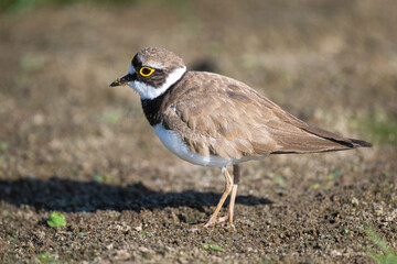 Little ringed plover - small bird