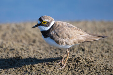 Little ringed plover - small bird